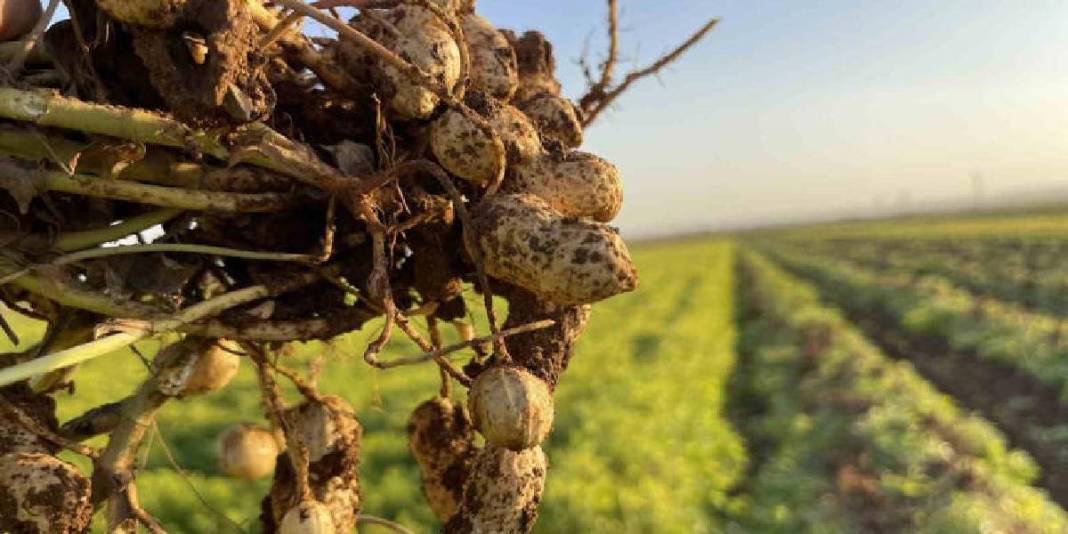 Şanlıurfa’da maliyet arttı, fiyat düştü! Üretici pamuğu bıraktı, yerine yer fıstığı ekimi başladı 3